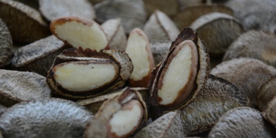 Brasil abre mercado da castanha-do-Brasil na Turquia