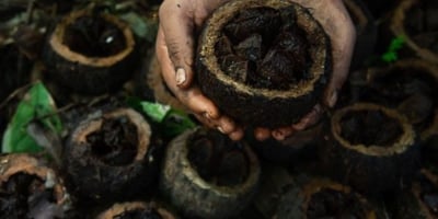 Castanha-da-amazônia produzida por indígenas recebe pagamento por serviços ambientais