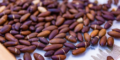 Castanha de baru conquista mercado europeu e impulsiona bioeconomia do Cerrado