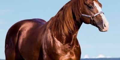 Chip em cavalos: tecnologia amplia monitoramento da saúde e reforça bem-estar animal no campo