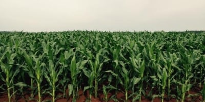 Deral indica bom desenvolvimento do milho no Paraná