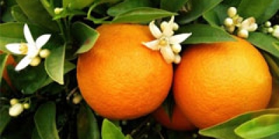 Produtividade dos citros pode ser impulsionada com biofertilizante para mitigação de estresse térmico