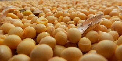 Agrural: Estimativa de produção de soja sobe; colheita começa em áreas pontuais