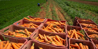 Minas lidera produção nacional de hortaliças, aponta análise do Sistema Faemg Senar