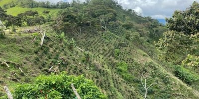 O café está subindo a montanha. E o Brasil precisa correr atrás