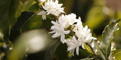 Chuvas causam antecipação de florada nos cafezais no Brasil, com possível impacto para 2027