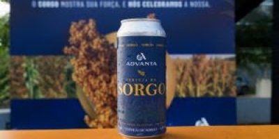 Sorgo avança no segmento de bebidas e revela potencial para cerveja sem glúten