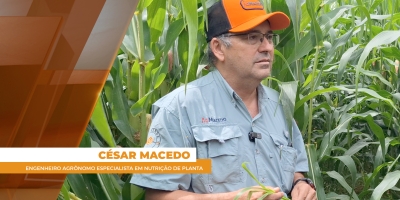 Sai a soja,  entra o milho, e,  debaixo da palhada, emerge a brachiara. O milagre das 3 safras já acontece no norte do Pará