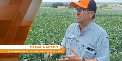 Sai a soja,  entra o milho, e,  debaixo da palhada, emerge a brachiara. O milagre das 3 safras já acontece no norte do Pará