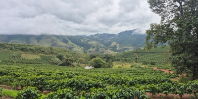 Chuvas travam colheita no Sul de Minas, derrubam qualidade do café e elevam custos para produtores