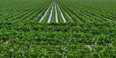 Excesso de chuva desafia produtores e atrasa operações no campo