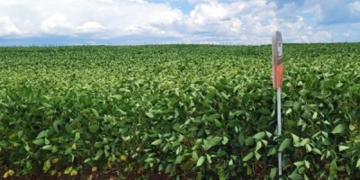 Chuvas aliviam estresse da soja no Rio Grande do Sul