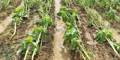 Emater-MG contabiliza 402 produtores rurais prejudicados pelas chuvas na Zona da Mata