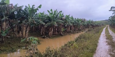 Governo de SP libera R$ 10 milhões em crédito emergencial para produtores afetados pelas chuvas no Vale do Ribeira