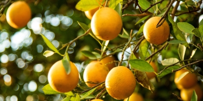 Citros/Cepea: Negociações de laranja se iniciam com ofertas abaixo da safra anterior