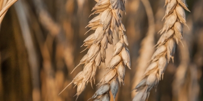 Nova safra de trigo do Brasil deverá ser desafiadora, com concorrência no campo e pressão internacional no mercado