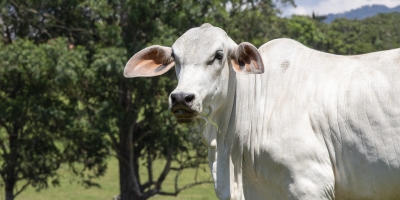 Agrobrazil: Mercado do boi gordo apresenta um cenário de estabilidade na maioria das praças monitoradas