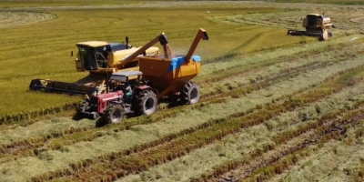 Colheita do arroz atinge mais de 68% da área semeada no Rio Grande do Sul