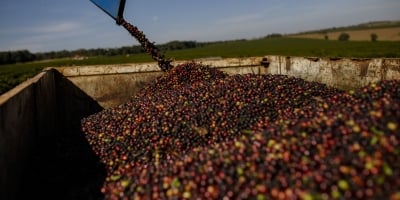 Preço médio das exportações de café não torrado dispara 46% em novembro/25 frente ao mesmo período do ano passado