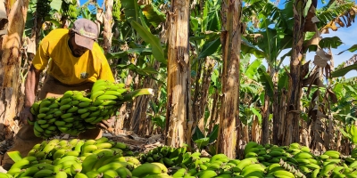 Fruticultura em Minas Gerais avança 29% em dez anos
