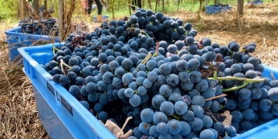 Uva/Cepea Acordo Mercosul-União Europeia começa a entrar no radar de agentes brasileiros