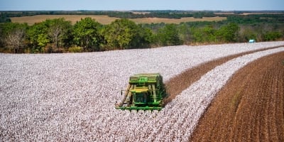 Algodão 2026/27: safra deve registrar equilíbrio entre oferta e demanda e preços no Brasil seguem estáveis