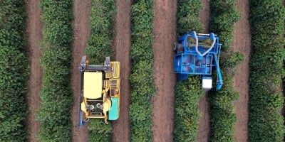 Colheita de café arábica chega a 27% na área de atuação da Expocacer