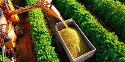 Colheita de café arábica evolui para 40% na área de abrangência da Expocacer