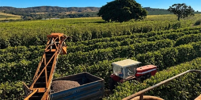 Colheita de café arábica encerra julho em 66% na área da Expocacer