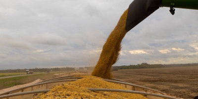 Maior esmagamento de soja em MT eleva exportações de farelo em 10,26% e de óleo em 26,76%, diz Imea
