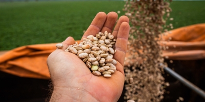 Goiás tem maior produção de feijão das últimas quatro safras e se consolida entre líderes nacionais