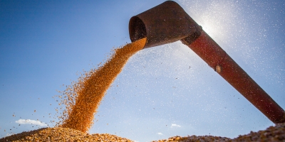 Conab aponta colheita do milho em 27,7% e destaca boas produtividades no Mato Grosso
