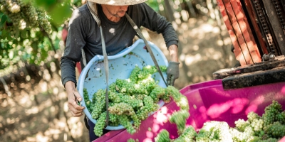Cooperativa Vinícola Garibaldi fecha safra de uva com crescimento e ótima matéria-prima