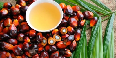 Indonésia se torna 1º país do mundo a adotar biodiesel B50 à base de óleo de palma