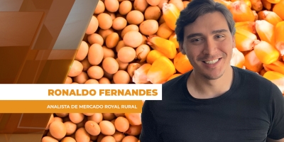 Despencada do dólar frente ao real faz milho perder mais de R$ 2,50 por saca no preço futuro