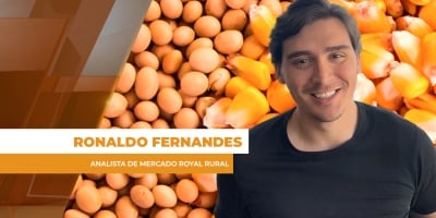 Com força dos prêmios, soja e milho têm suporte dos preços no mercado brasileiro