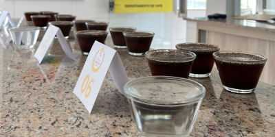 Safra 2025: cafés recebidos pela Coopercam surpreendem pela qualidade
