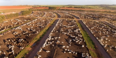Confinamentos nos EUA registram menor entrada de animais em 30 anos para os meses de agosto; oferta de carne segue apertada