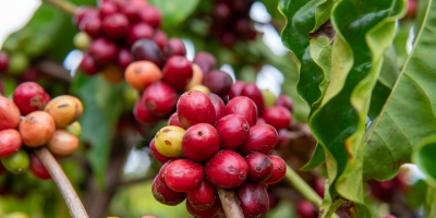 Café fecha em alta com preocupação de que El Niño possa afetar a próxima safra do BR