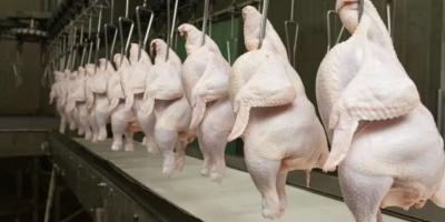 Inflação de até 25% e queda da autossuficiência pressionam mercado de frango na Estônia