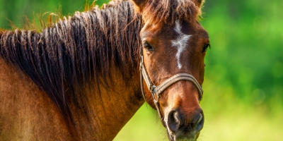 Brasil ganha novo laboratório de reprodução equina no Rio Grande do Sul e projeta salto na genética e economia do setor