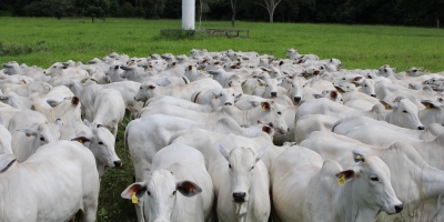 Agrobrazil: Segunda semana de agosto encerra com valorização na cotação média do Pará e recuo em São Paulo