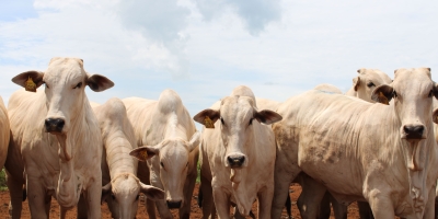 Governador de Mato Grosso sanciona política de sustentabilidade da pecuária
