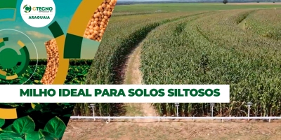Pesquisa com milho busca híbridos eficientes e adubação apropriada para viabilizar segunda safra em solos siltosos