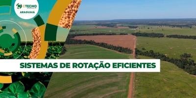 Pesquisa testa sistemas de rotação de culturas para estabilizar produção em solos siltosos