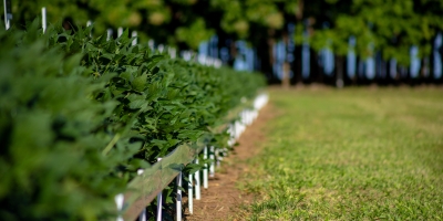 CTECNO Araguaia apresentará resultados de três anos de experimento em solos siltosos