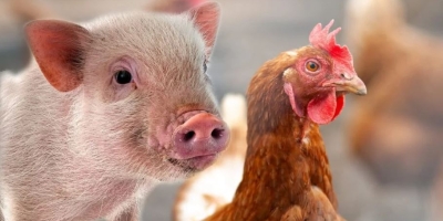 SP inicia atualização de rebanhos; suínos e aves também devem ser declarados