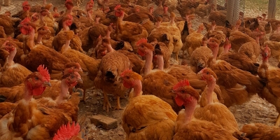 Frango/Cepea: Mercado segue sem impactos após novos focos de Newcastle em SC