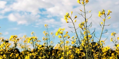 Monitor de safras da UE prevê produtividades menores de trigo soft e canola em 2026