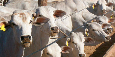 Agrobrazil: Avanço na cotação média de Mato Grosso e do Pará